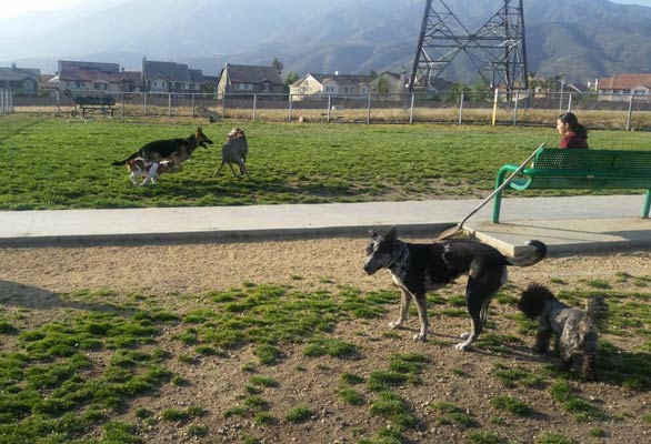 Photo of the Fontana Dog Park