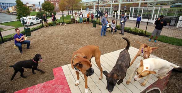 Photo of a Cleveland dog park
