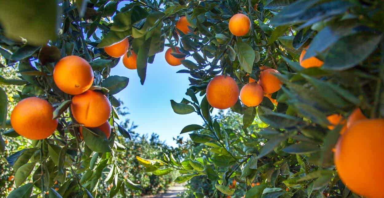 Single in Orange, CA? 9 Places and Apps to Find a Date