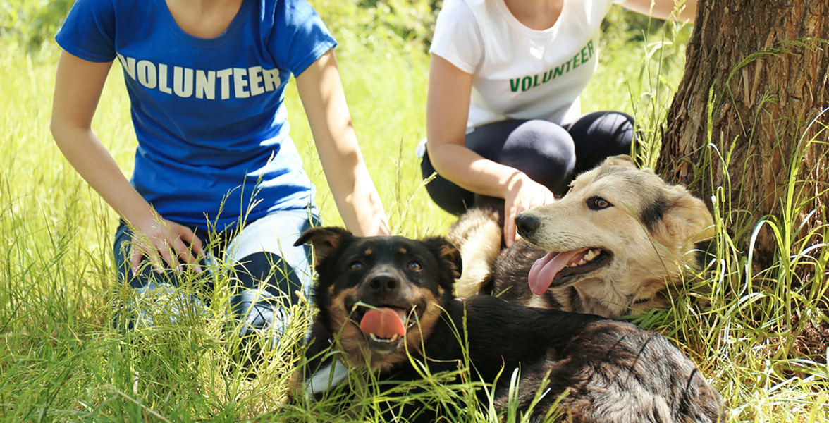 Photo of animal shelter volunteers