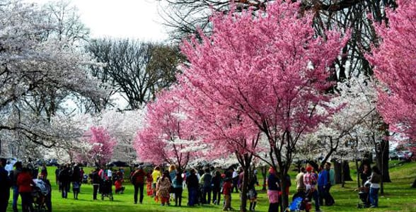 Photo of cherry blossom trees in Branch Brook Park