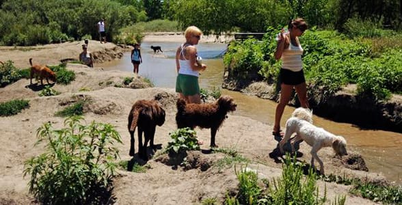 Photo of a dog park in Denver